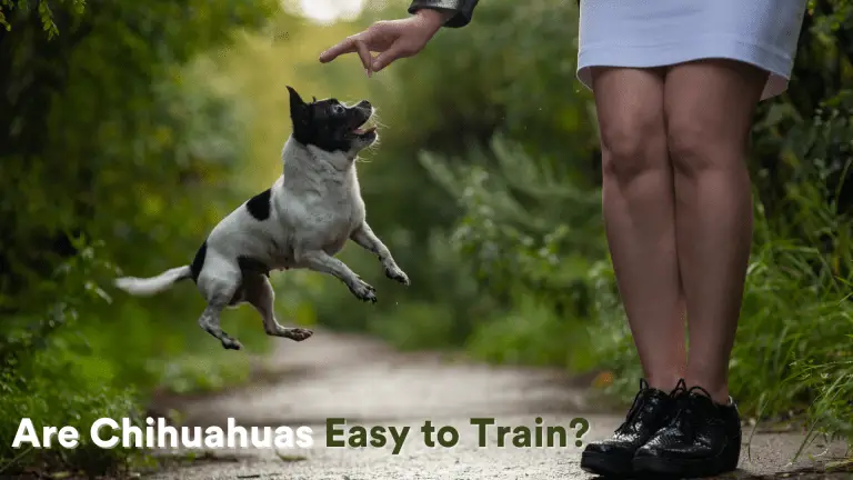 Are Chihuahuas Easy to Train? – Tips and Tricks!