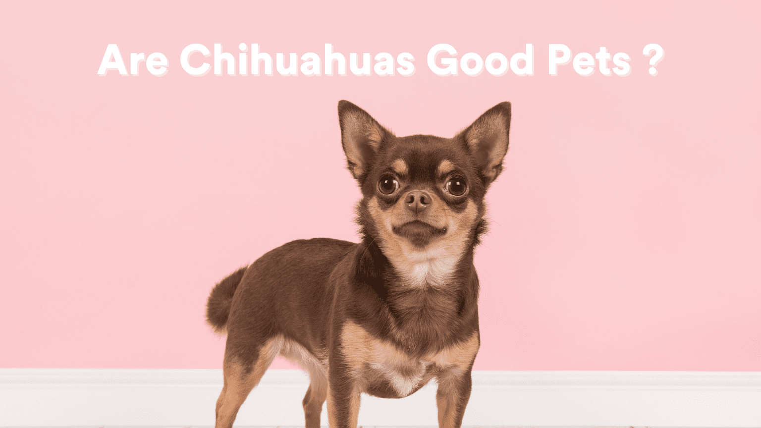 Are Chihuahuas Good Pets? [The Truth!] - AtractivoPets