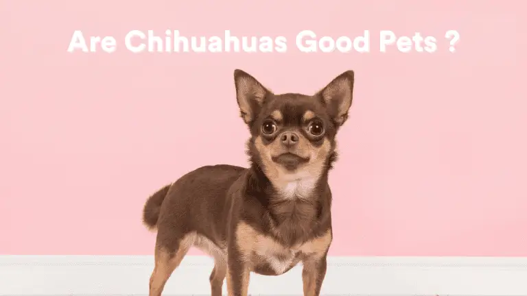 Are Chihuahuas Good Pets? [The Truth!]