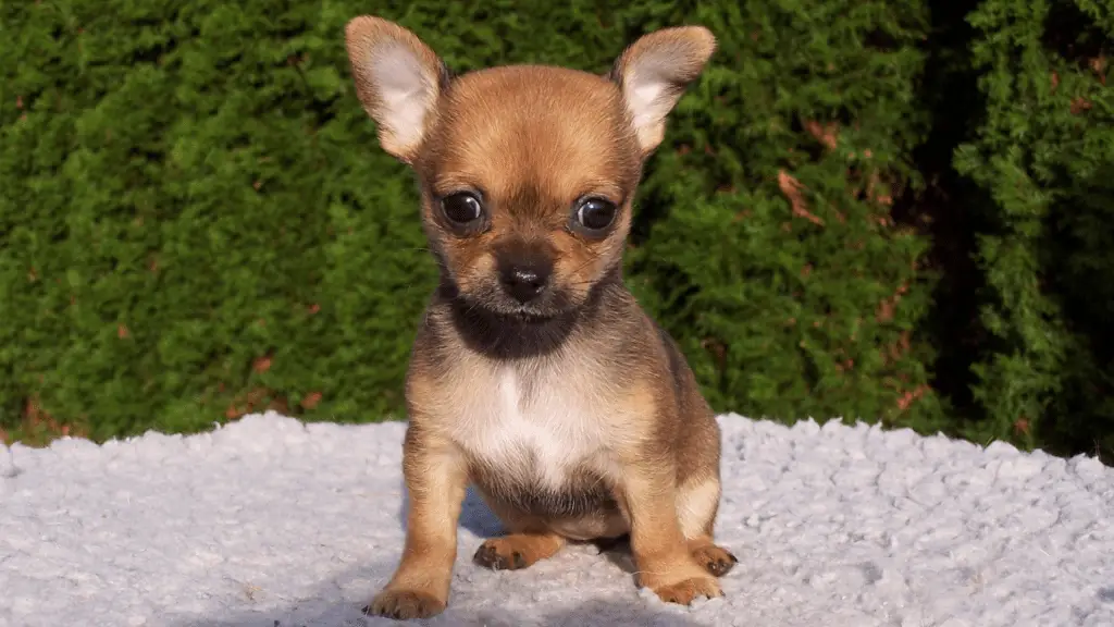 Short-haired Chihuahuas