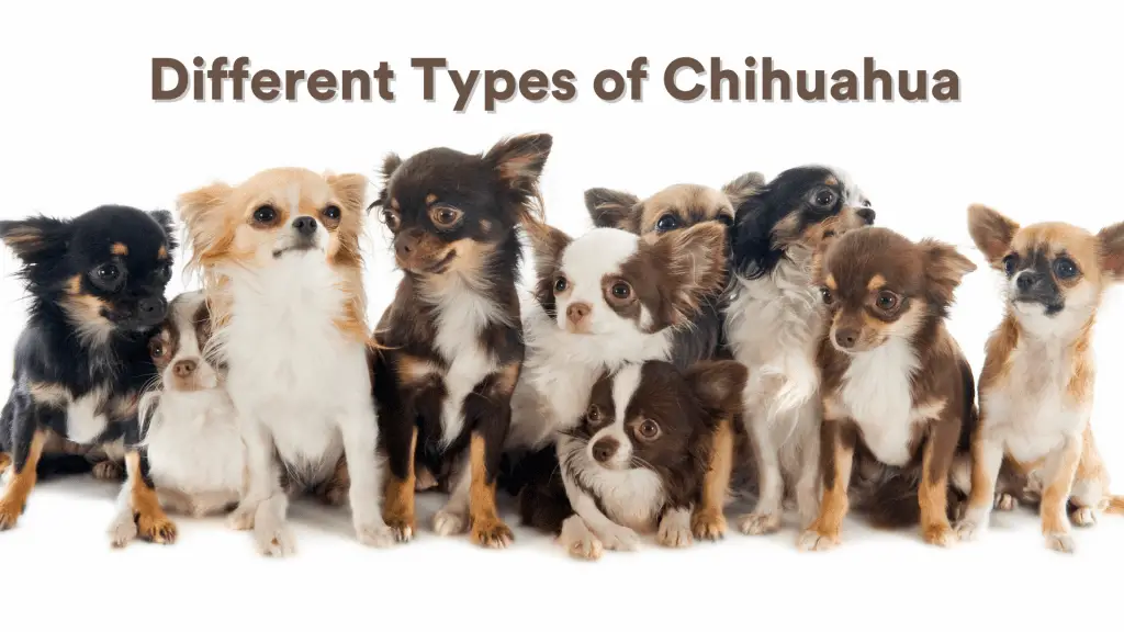 Different Types of Chihuahuas: What You Must Know! - AtractivoPets