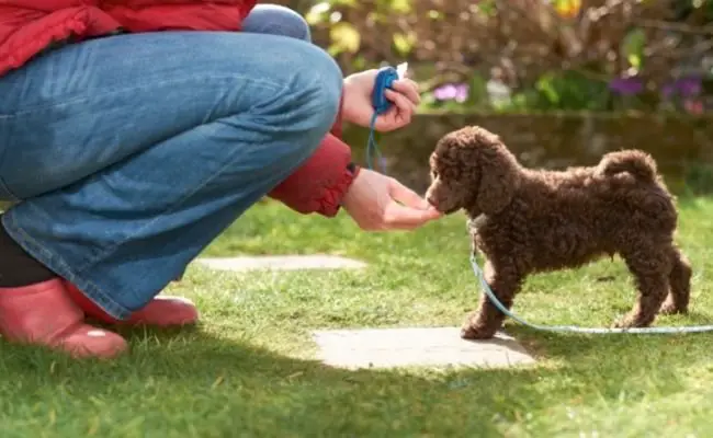 Why Training Is Good For Poodle Puppy