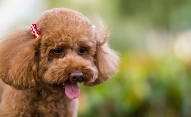 Type of Poodle