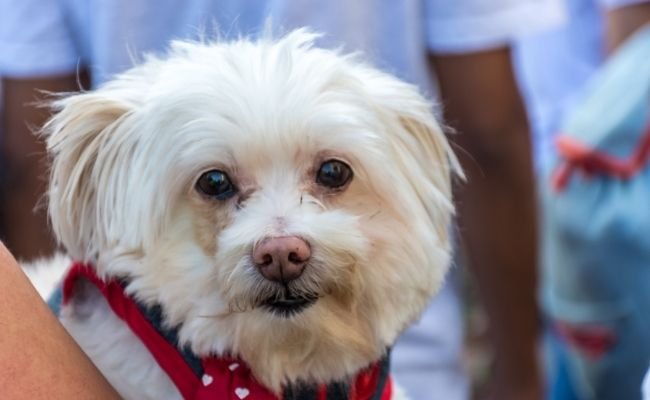 Poodle Physical Traits That Are Considered Disadvantages- Hair