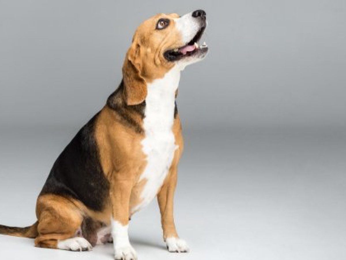 Are Beagle Aggressive