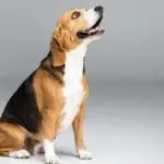 Can Beagles Be Aggressive?