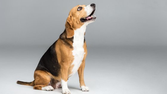 Can Beagles Be Aggressive? [Here is The Answer!]