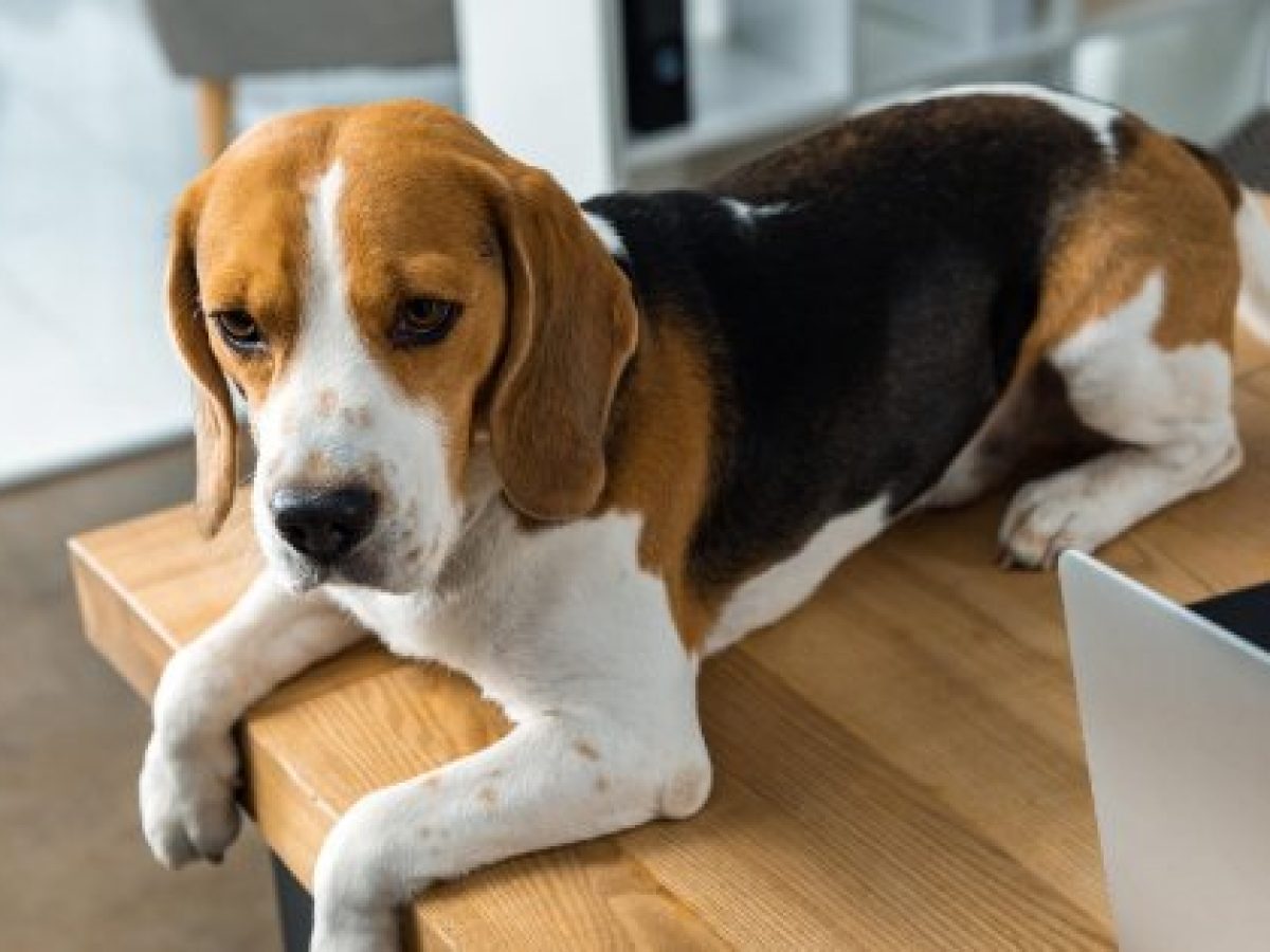 how long can a beagle be left alone