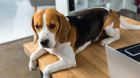 Can Beagles Be Left Alone All Day?