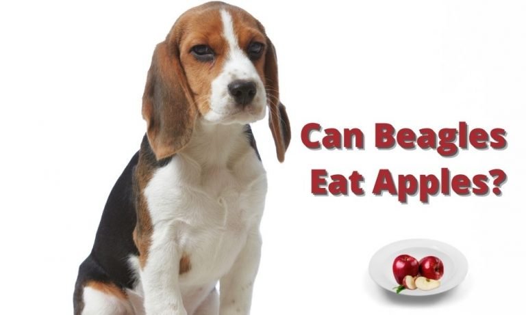 Can Beagles Eat Apples?