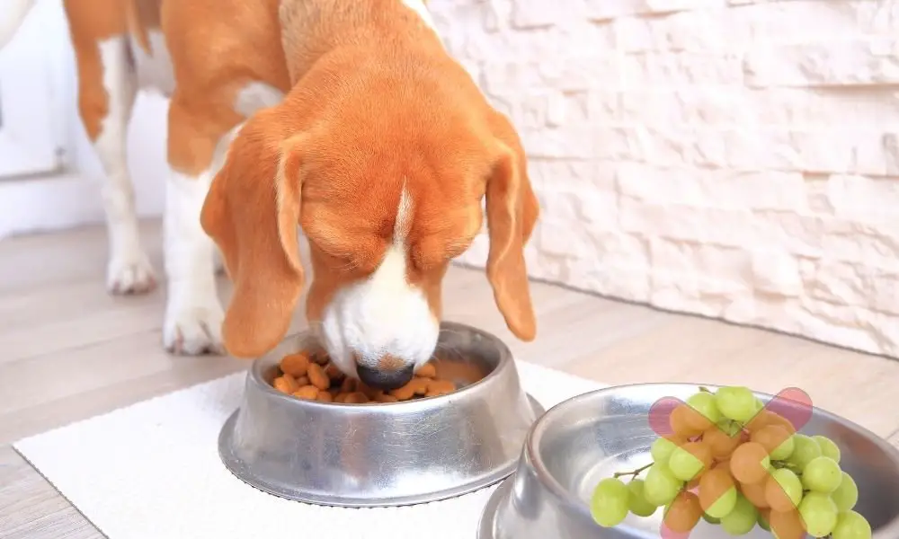 Can Beagles Eat Grapes