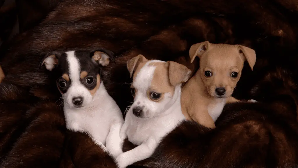 Can Chihuahuas Give Birth Naturally?