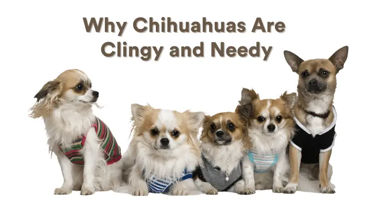 Why are Chihuahuas so Clingy and Needy?