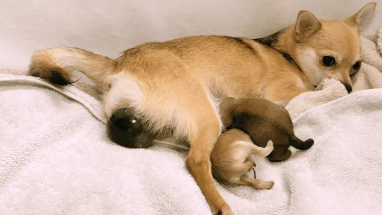 Can Chihuahuas Give Birth Naturally? – Things You Should Know!