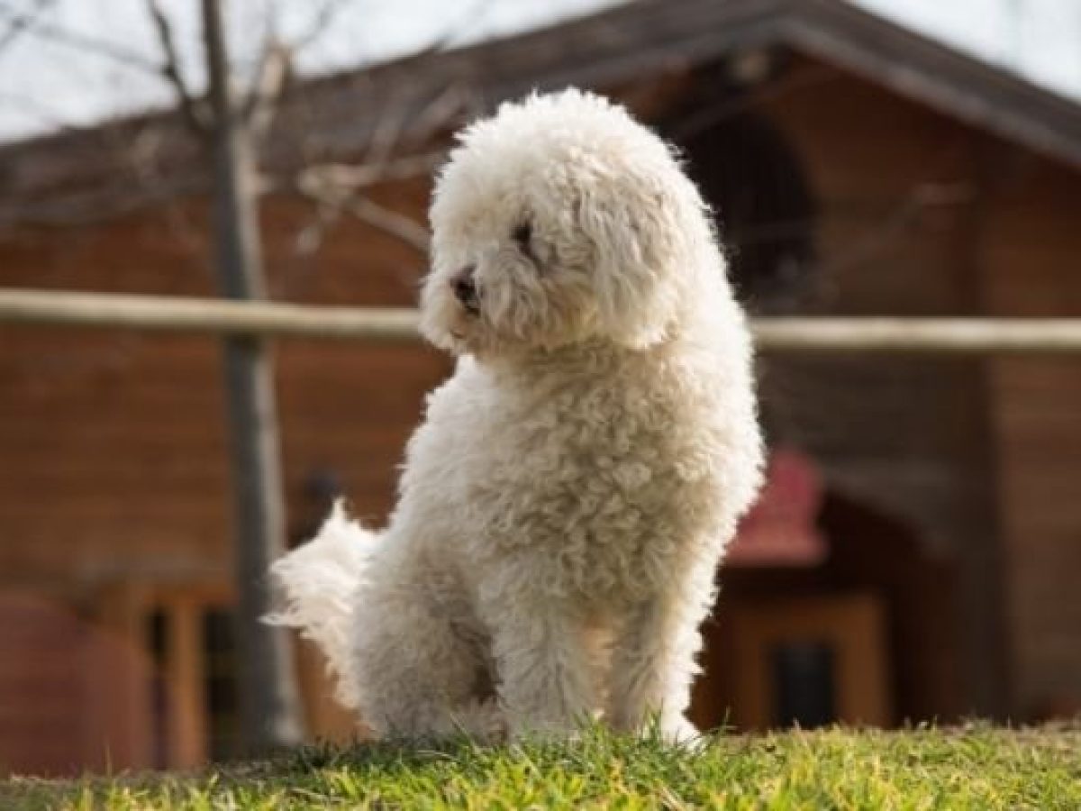 can a poodle be an outside dog