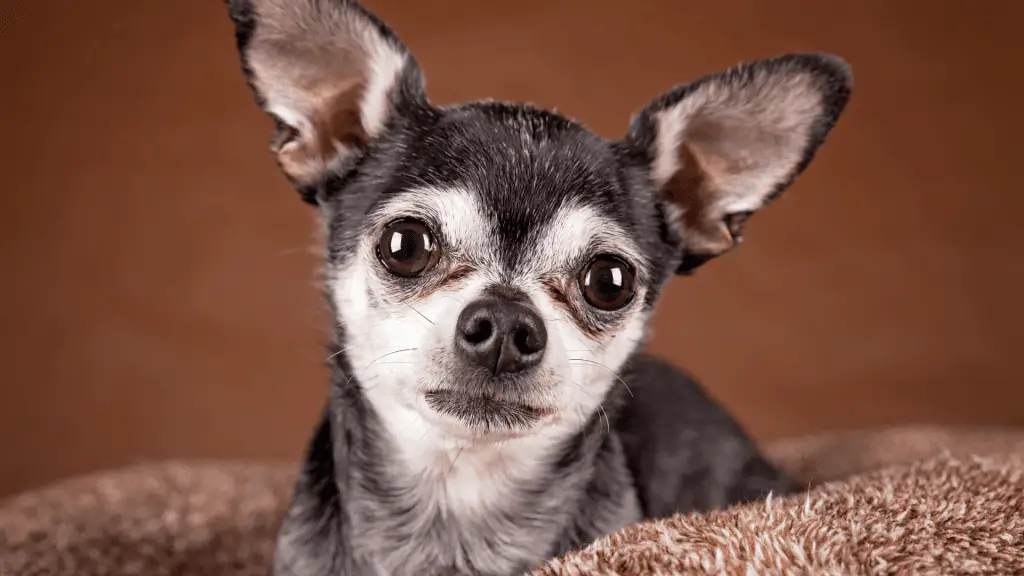 Apple-Head Chihuahua
