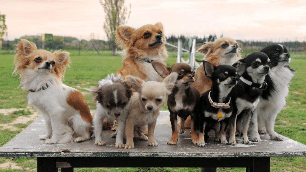 different types of chihuahuas