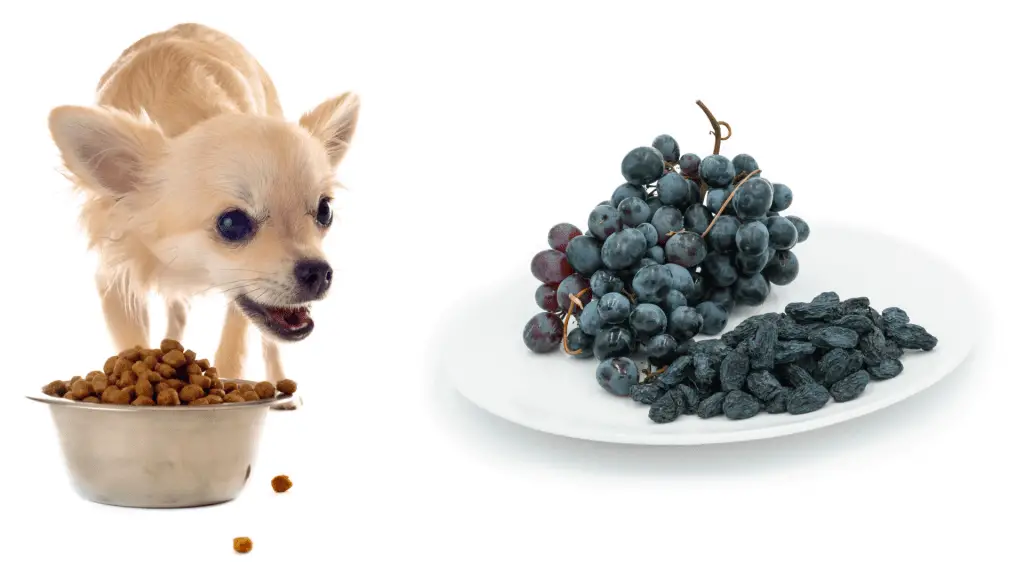 grapes and raisins