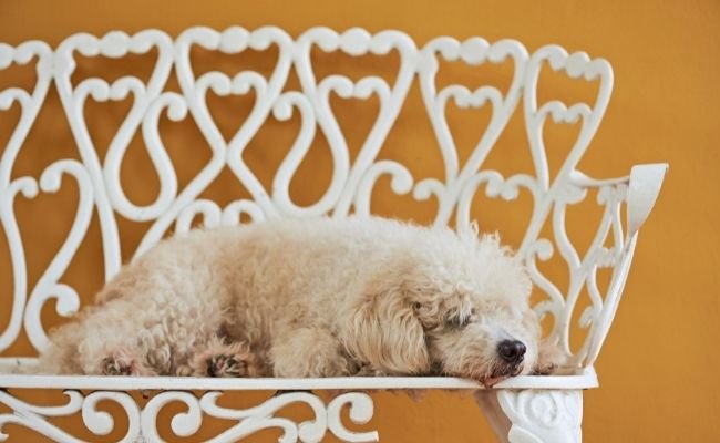 Why Your Poodle Is Sleeping More