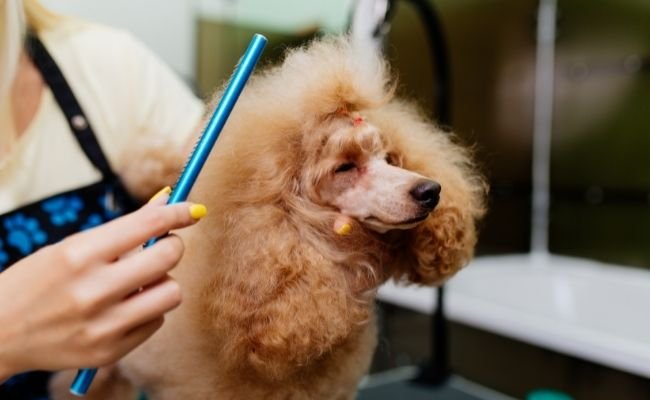 10 Simple Steps For Grooming Your Poodle