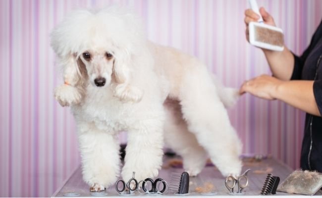 How To Groom A Poodle (A Complete Guide)