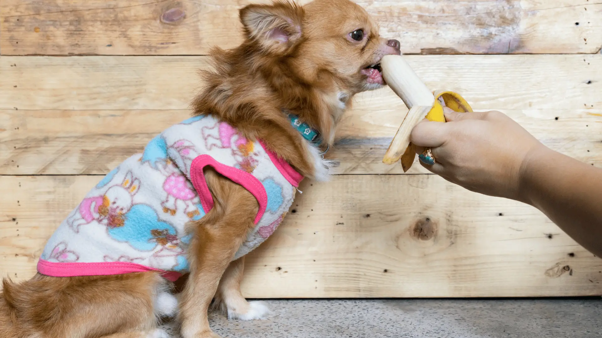 Can Chihuahuas Eat Banana?