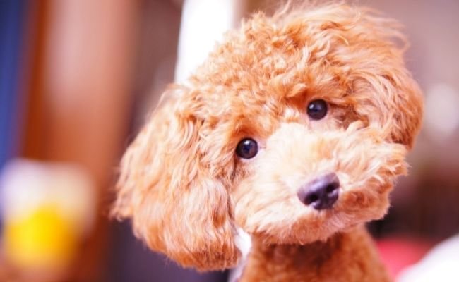 Poodle’s Temperament- What Is It Like Owning One?