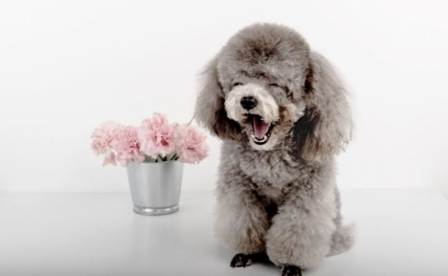 Standard Vs. Toy Vs Miniature Poodle- Different Personality Traits?