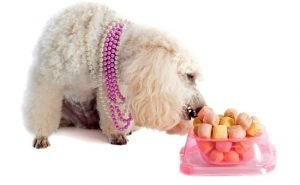 Ultimate Guide To What Poodles Can (And Can't) Eat