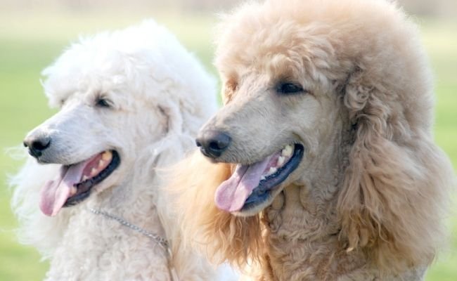 When Do Poodles Stop Growing? (And How To Tell)