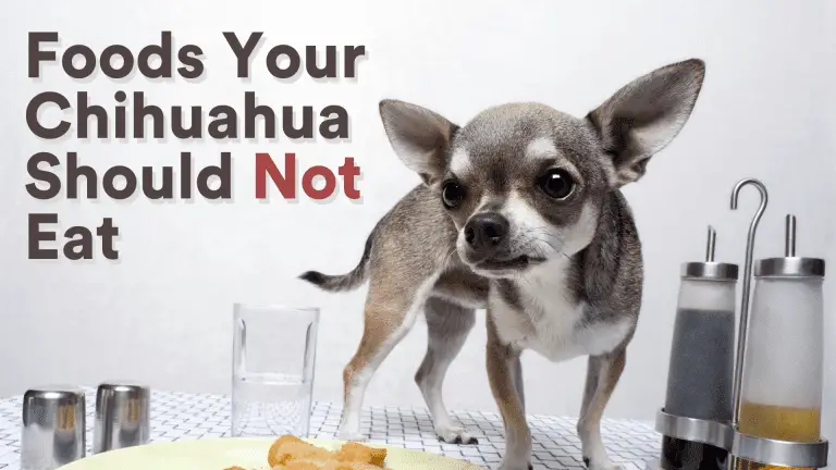 Foods Your Chihuahua Should Not Eat – BEWARE!