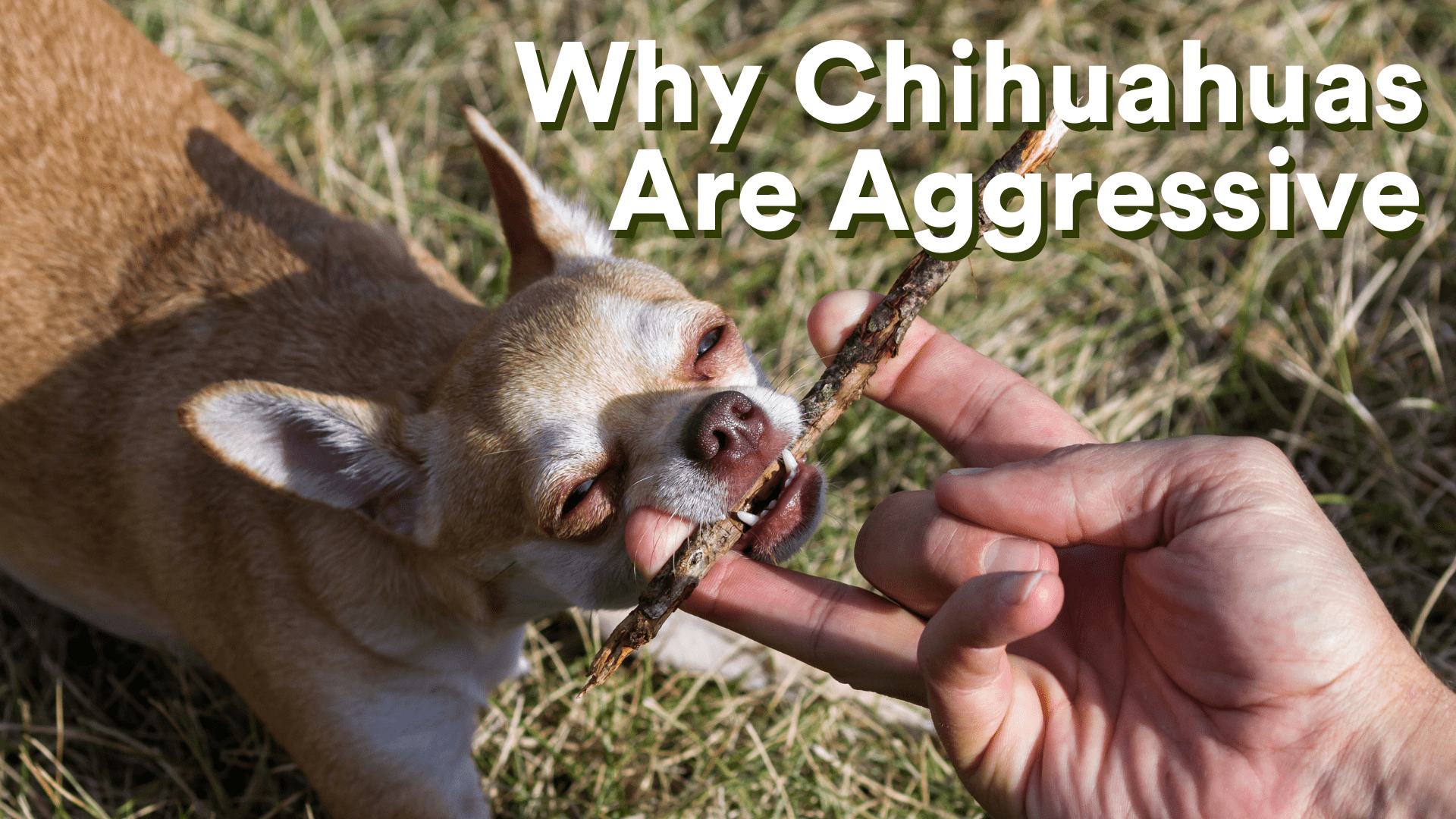 Why are Chihuahuas so Aggressive?