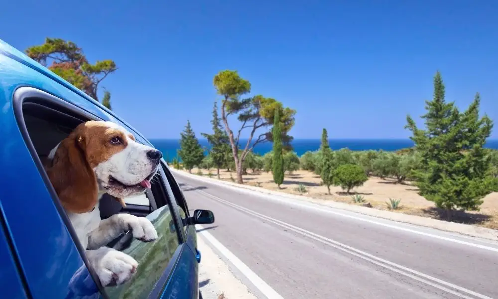 beagle in car