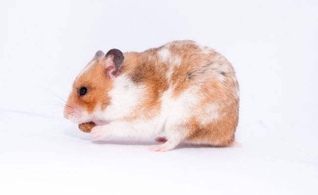 Can Hamsters Eat Almonds? AVOID This Type of Almonds!
