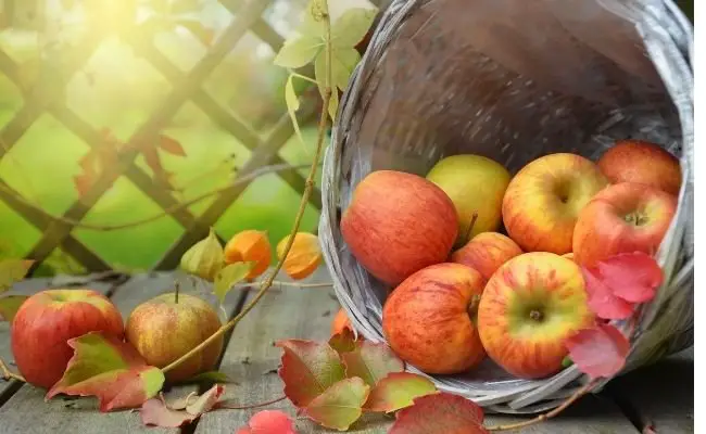 Health Benefits of Apples For Hamsters