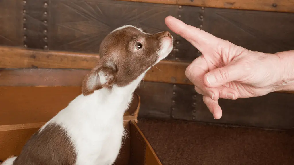 training chihuahua not to bark