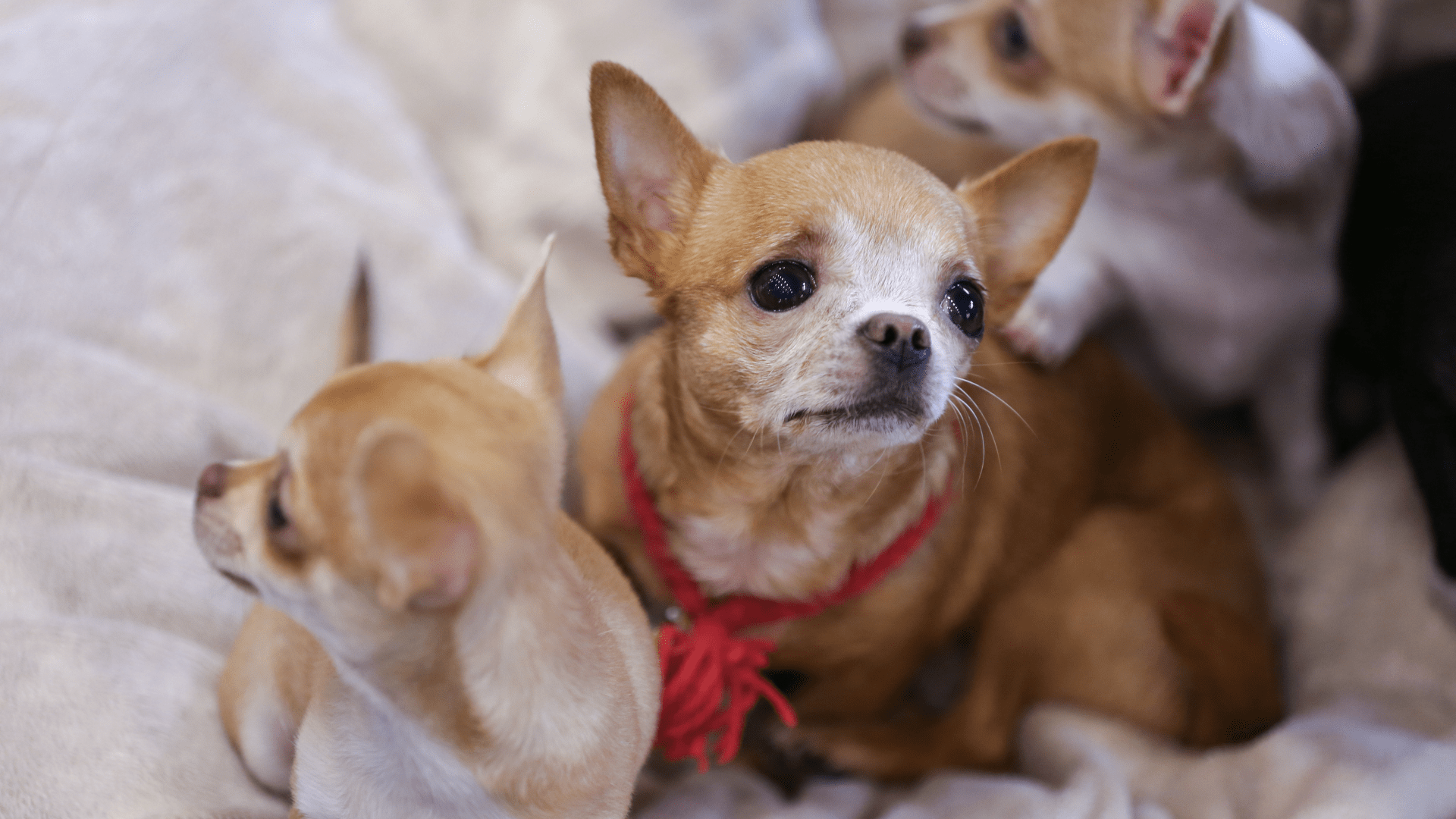 Are Chihuahuas Easy to Train? Tips and Tricks! AtractivoPets