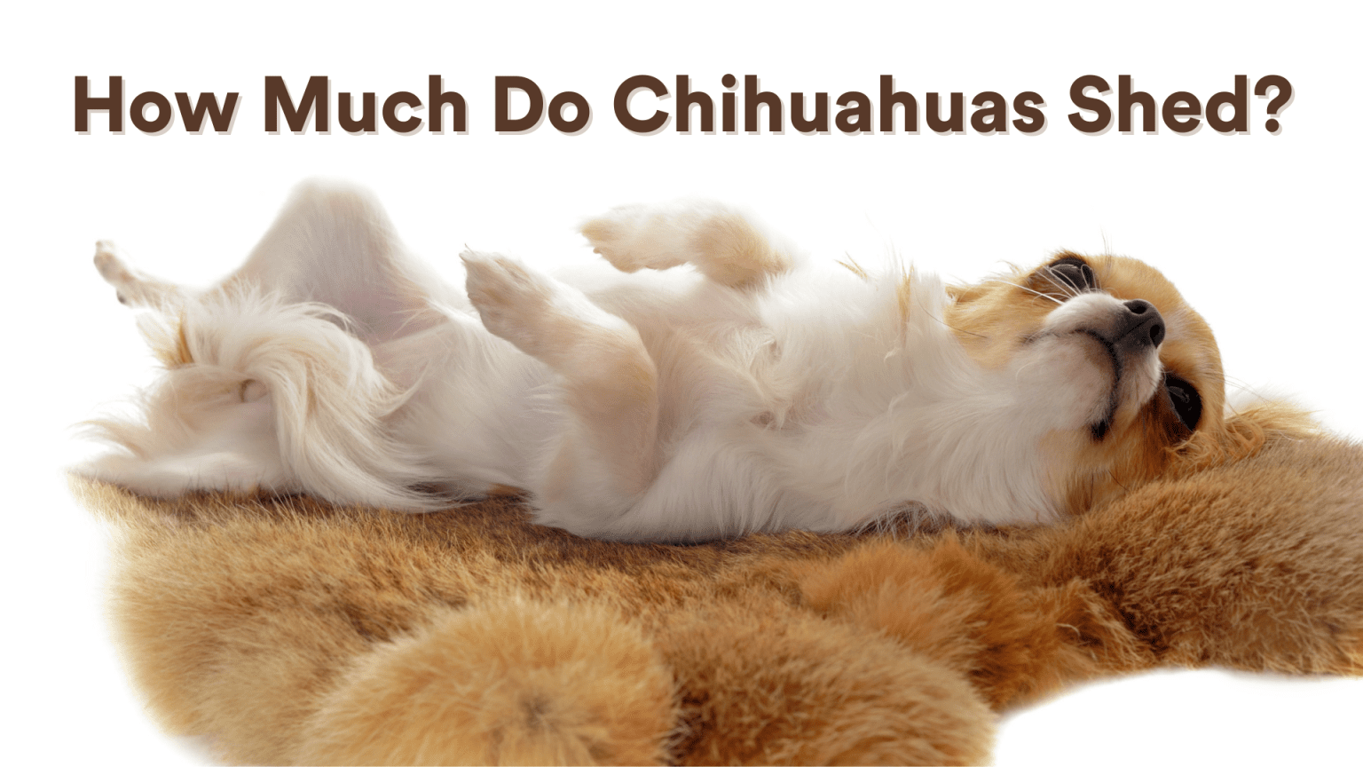 How Much Do Chihuahuas Shed? And How to Deal with It! AtractivoPets