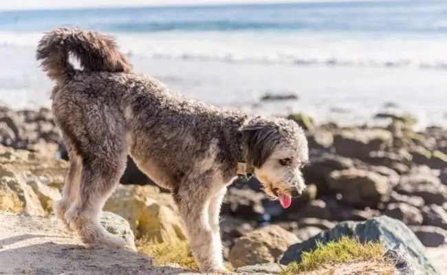 Aussiedoodle