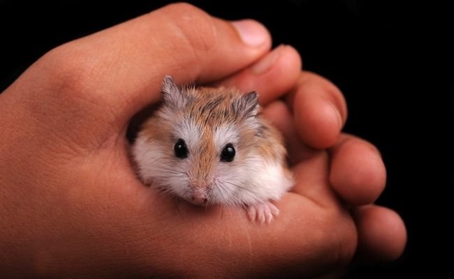 Baby Hamster