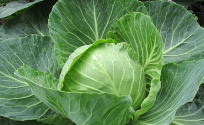 Nutritional Value of Cabbage