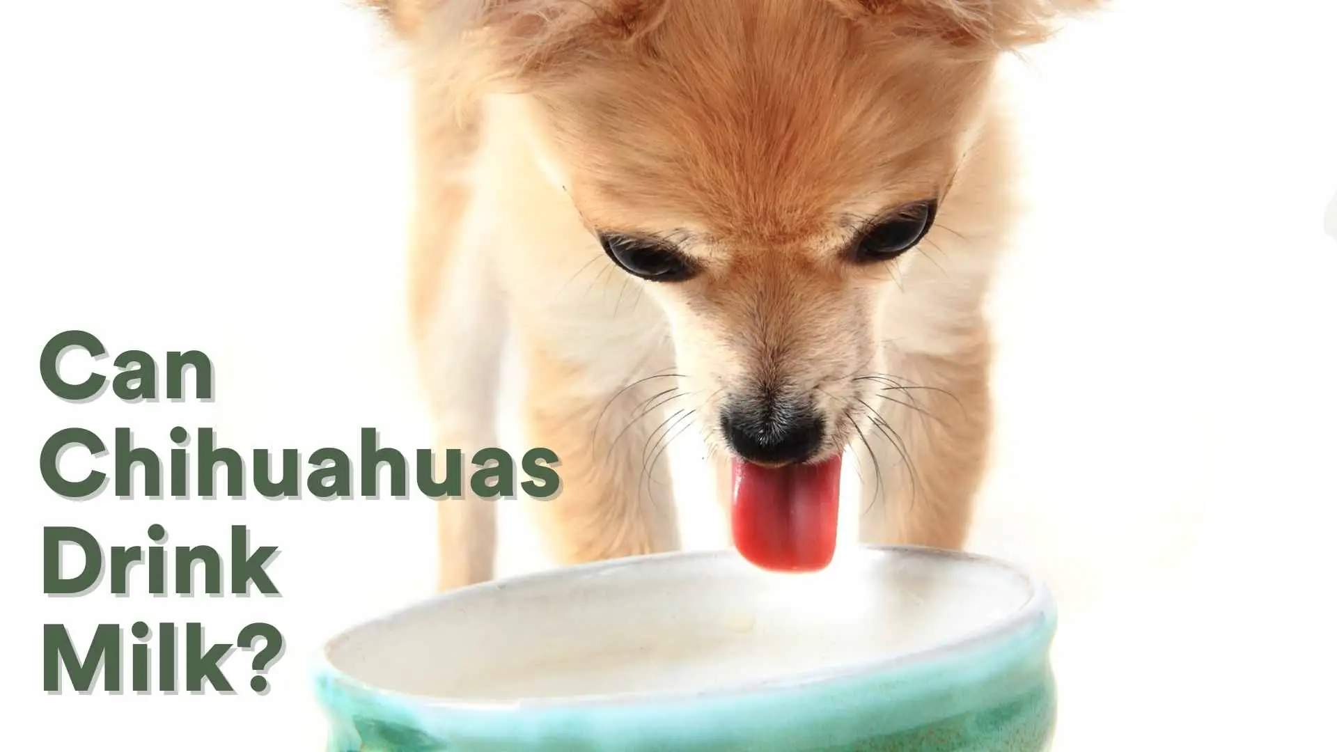 Can Chihuahuas Drink Milk?