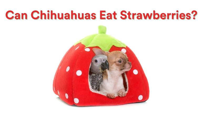 Can Chihuahuas Eat Strawberries?