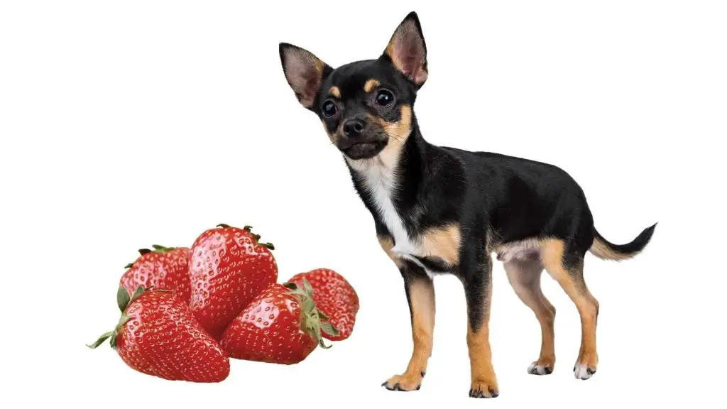 strawberries and chihuahua