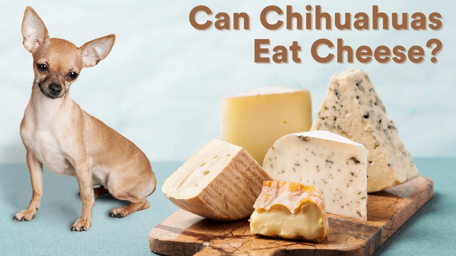 Can Chihuahuas Eat Cheese? [Feeding Guide] AtractivoPets