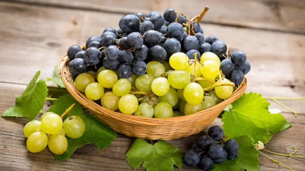 different kinds of grapes