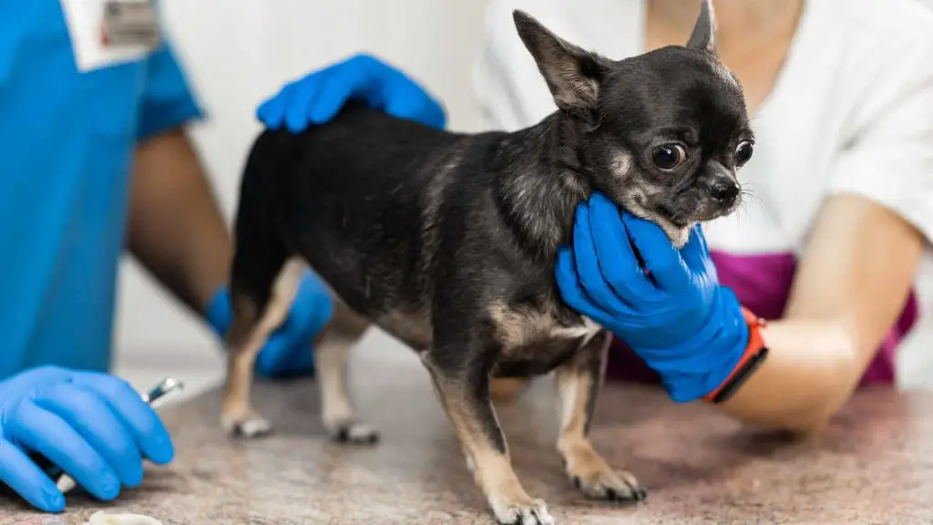 veterinarian checking chihuahua