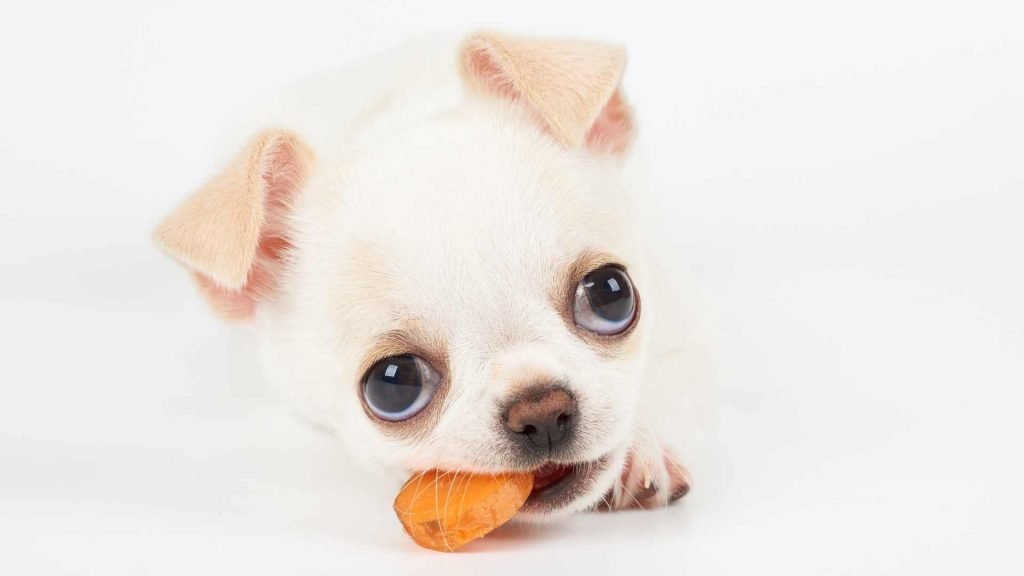 treats for chihuahua