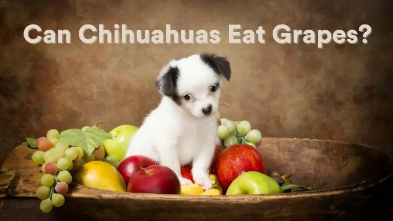 Can Chihuahuas Eat Grapes? [Feeding Guide!]