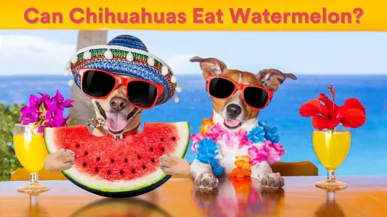 Can Chihuahuas Eat Watermelon? [Feeding Guide!]